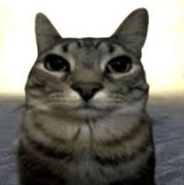 Котина